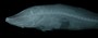 Typhleotris madagascariensis FMNH 116497 x-ray head